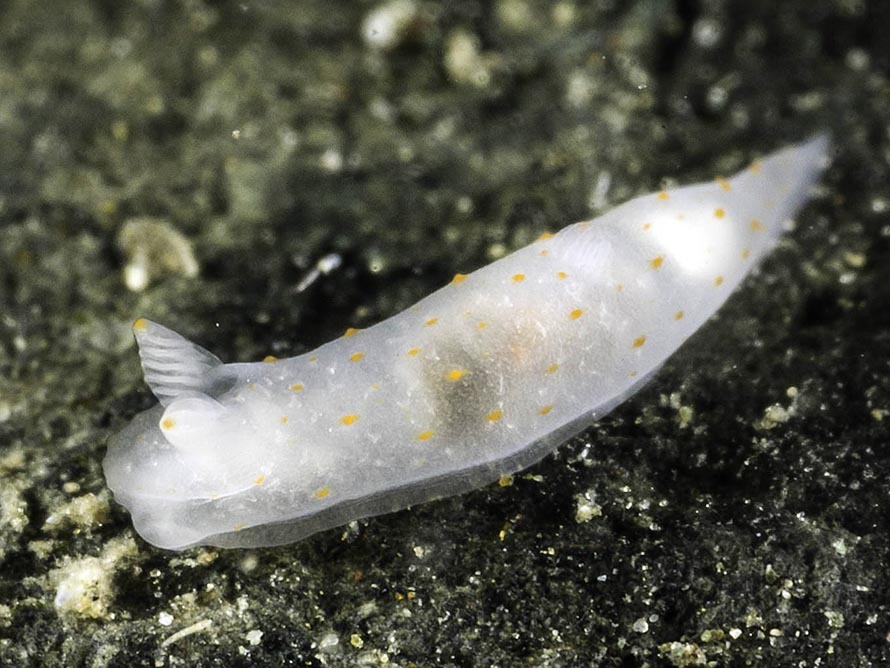 Gymnodoris sp. M